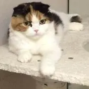 catterykの画像