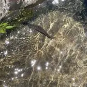 黒猫