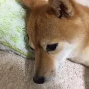 みゃお