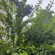 EAの画像