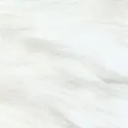 白の画像