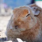としの画像