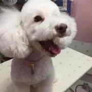 GONchanの画像