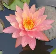sakieeの画像