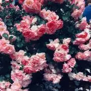 しろくまの画像