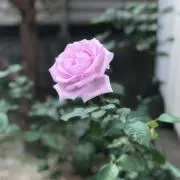 YTmoonの画像