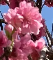 momonohanaの画像