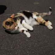 niniの画像