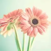 わさびの画像