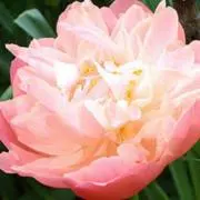 peony...