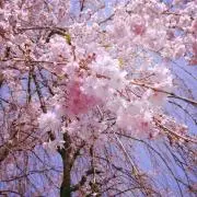 ハッチ