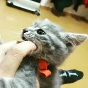ぶーすと☆