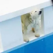 やまとの画像