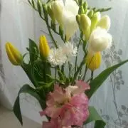 Liliiの画像