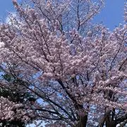 よりの画像