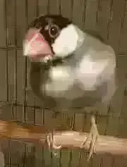 さくらバードの画像