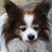 パピの画像