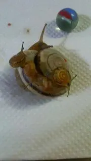 つむちゃん