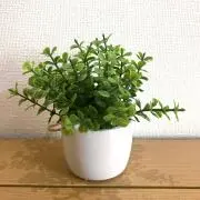 ariの画像
