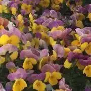 ねみっち♡プロフ必読の画像