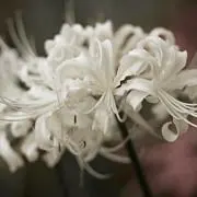 ꧁三日月抹꧂の画像