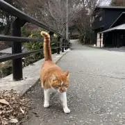 モルモット