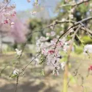 shizuka