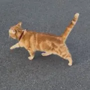 kの画像