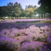 アポの画像