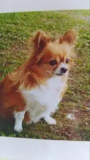 ののちゃん