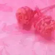わんの画像