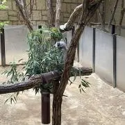 リッツの画像