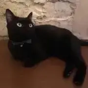 にゃおの画像