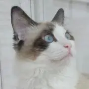 紅茶の画像