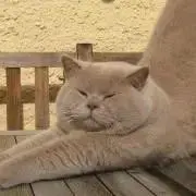 ねここ