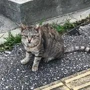 ねこあるある@即購入可能です！の画像