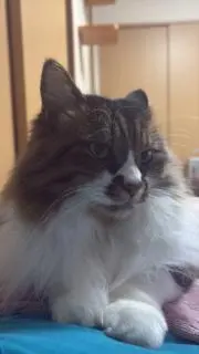 Nico-sasshiの画像