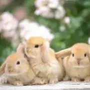 Rabbitの画像