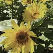 sun❁¨̮*・