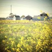 コヒツジの画像