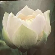 れんの画像
