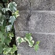 あるの画像