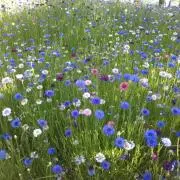 さこ