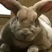keiの画像