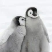 ももの画像