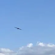 かやの画像