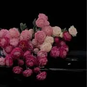 ❤︎