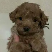 kellyの画像