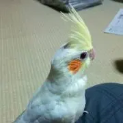 Coo