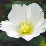 あおい